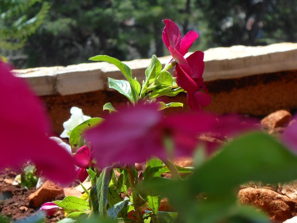 Apartment Falcon Stari Grad (Hvar) Exterior foto